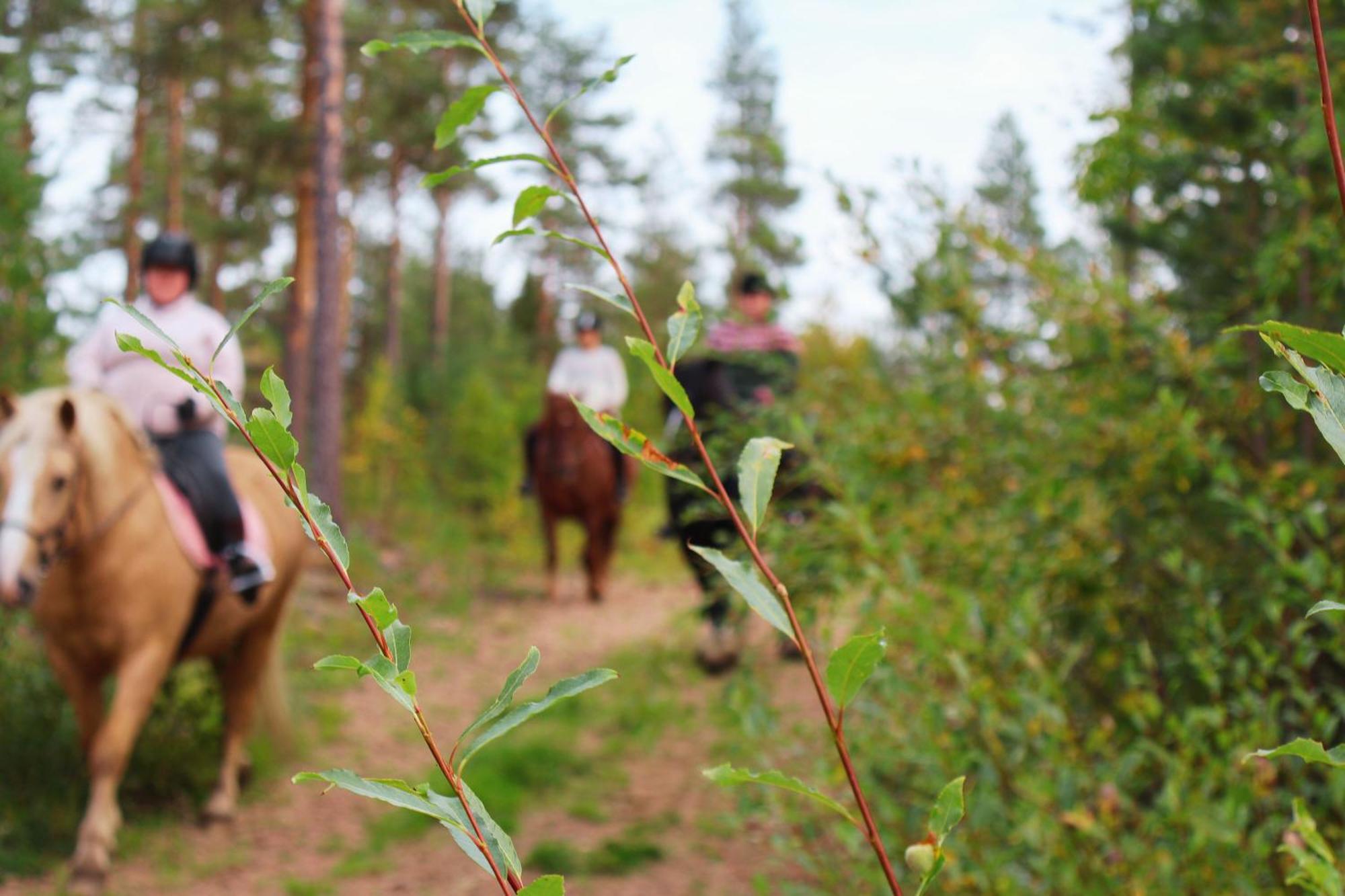 Kotatuli Forest Lodge Rovaniemi Buitenkant foto